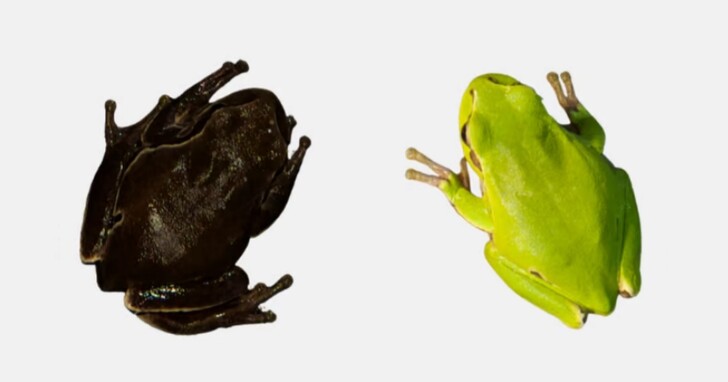 進化在發揮作用：科學家發現車諾比爾禁區內的青蛙由綠色進化為黑色