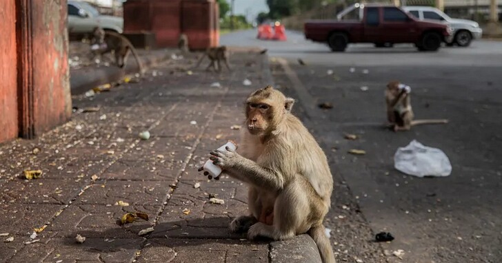 研究表明猴子等其它靈長類動物或將很快下到地面生活，人類可能要學會與猴子「共存」