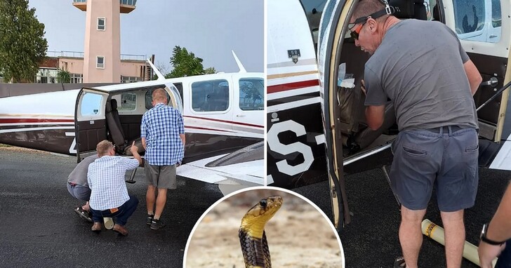 飛機上有蛇！南非小型客機駕駛在11,000英尺高空行駛時，發現眼鏡蛇就在腳下