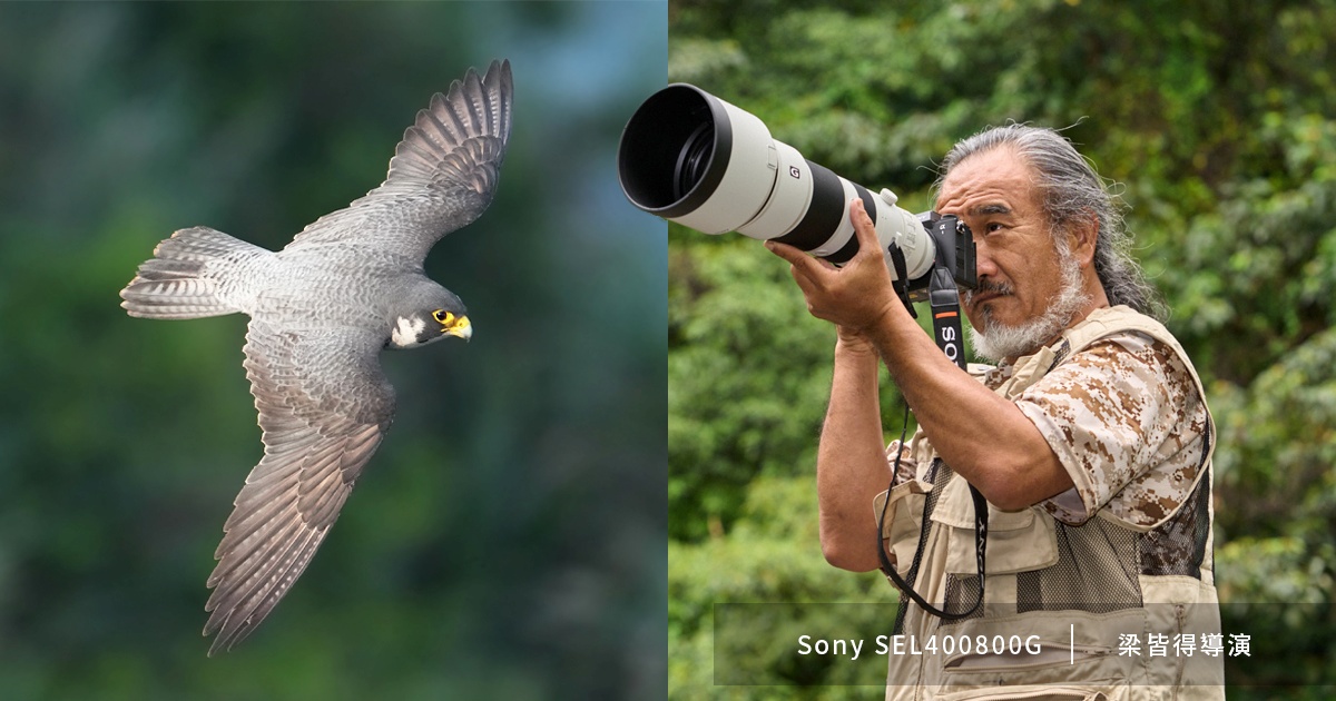 深度剖析 Sony SEL400800G,紀錄片導演梁皆得如何善用它來拍攝鳥類?