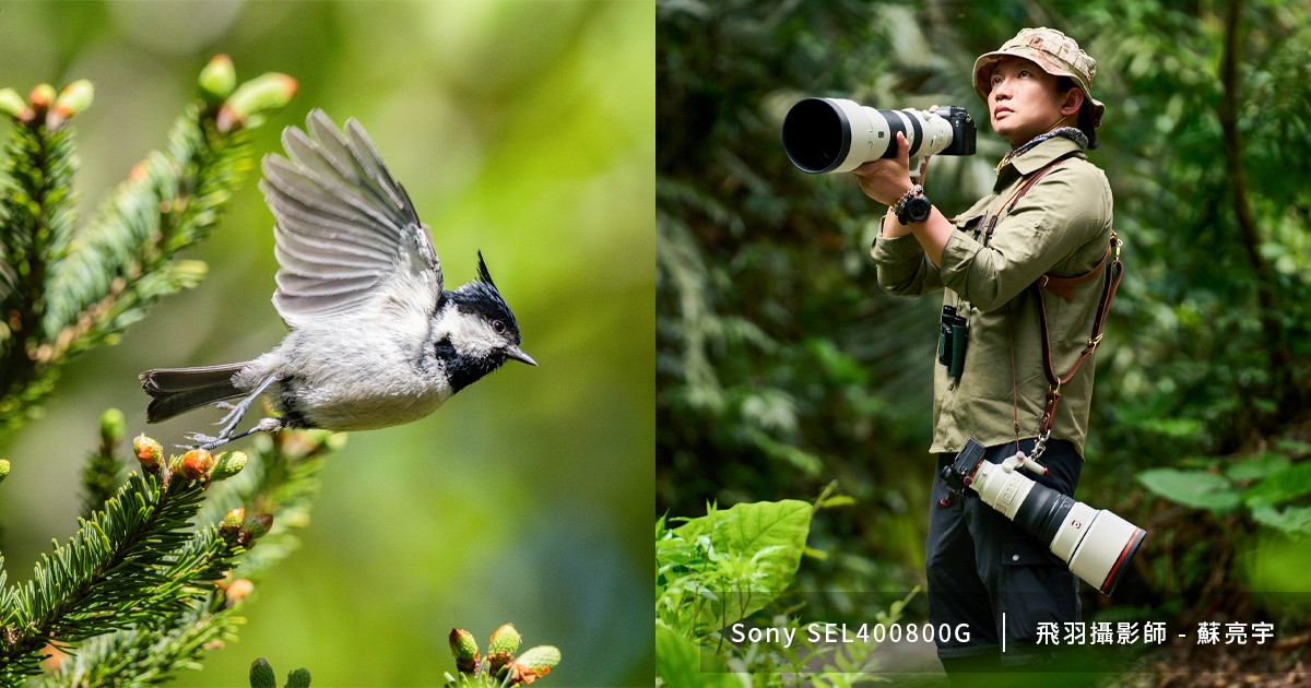 從低光到長焦全滿足,Sony SEL300F28GM + SEL400800G 打造全能飛羽攝影組合!