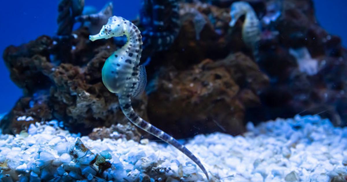 Unicode未收錄，Chatgpt卻堅稱有「海馬Emoji」？大型語言模型幻覺引發日本網友討論