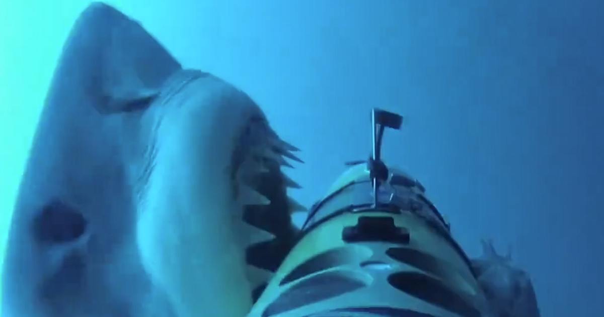 美製「光魚」無人艇驚傳遭鯊魚攻擊！船身現駭人齒痕，專家揭露鯊魚攻擊動機