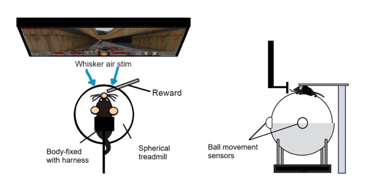 神經工程新突破！實驗鼠學會在《毀滅戰士》裡「開火射擊」