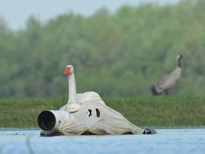 你在學 24孝吧！攝影師把自己假扮成天鵝，拍出絕妙的同類照片
