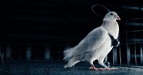 俄羅斯新創公司 Neiry 啟動「生物無人機」早期實測，活體鴿子搭載神經介面引發關注