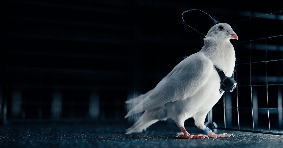 俄羅斯新創公司 Neiry 啟動「生物無人機」早期實測，活體鴿子搭載神經介面引發關注