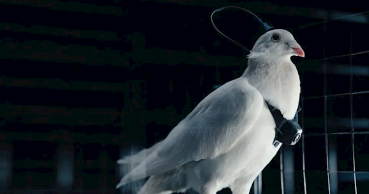 鴿子變身賽博格！俄羅斯初創公司開發「腦控生物無人機」，續航力遠超傳統機型