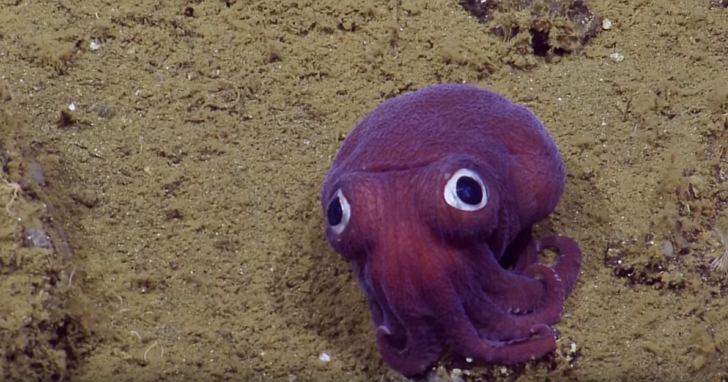 讓發現它的科學家不小心集體笑翻的這只海底小「怪物」