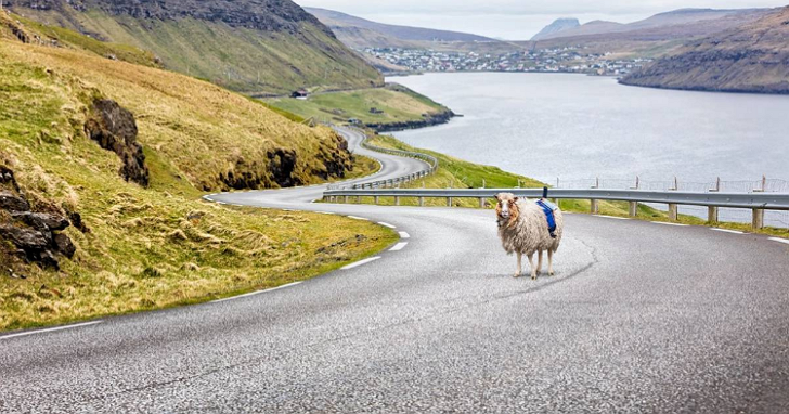 Google竟然真的用了一群羊來拍攝這個島上的街景地圖