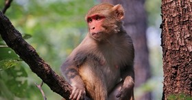 美國開發出新型愛滋病疫苗，在猴子身上實驗證實有效