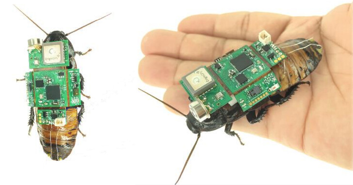 小強拯救人類！「背」上電腦晶片，可以控制半機械蟑螂運動，未來用於救援