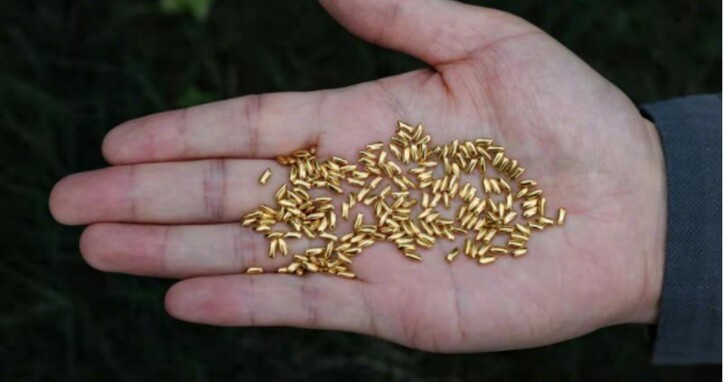 中國行為藝術家將500克黃金製成1000粒米扔入黃浦江，說是要諷刺糧食浪費問題