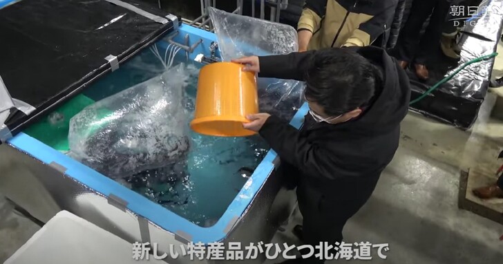 日本北海道一資料中心利用廢熱來生產「北海道第一批養殖鰻魚」