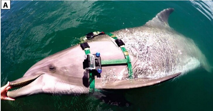 科學家利用攝影機進行海豚研究，記錄下從未見過的捕食畫面
