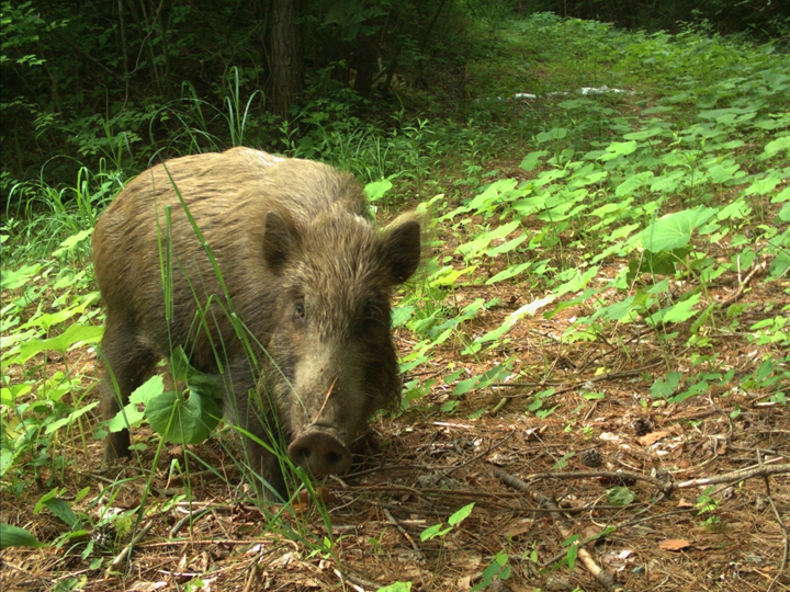 核洩露十年後的日本福島：從禁區變野生動物「天堂」