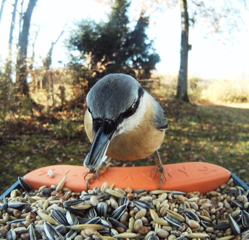 智慧型餵鳥器讓你在餵食的過程賞鳥解成就