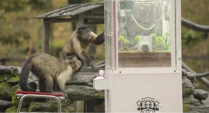 美國3隻實驗猴趁車禍時逃脫，找回後已全數被安樂