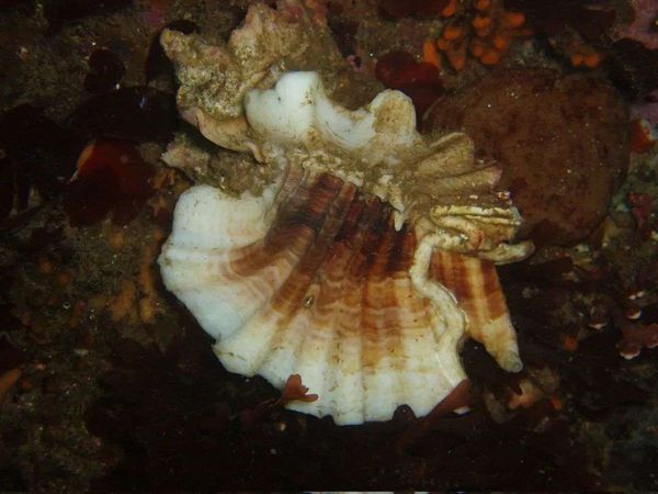 佛羅里達角口螺演化出了有裙邊或是突刺的外殼，蟹鉗壓根抓不牢螺殼｜Steve Lonhart