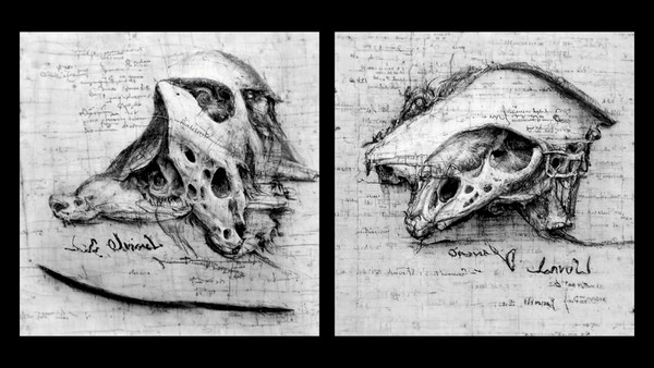 「detailed animal skull sketch, by Leonardo davinci journal」