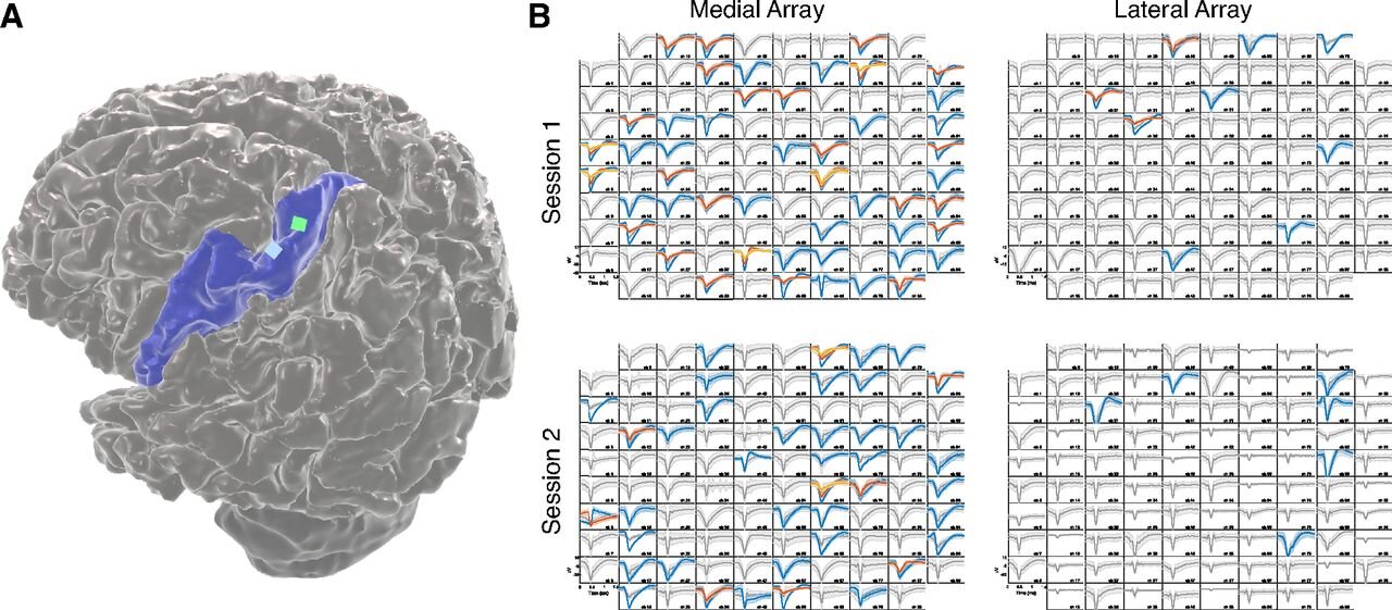 Your brain is really learning automatically while you sleep!The first human experiment confirmed: 1-4 times faster replay