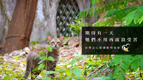 《Gang Start：異世界極道傳說》x「台灣之心愛動物協會」公益活動推出