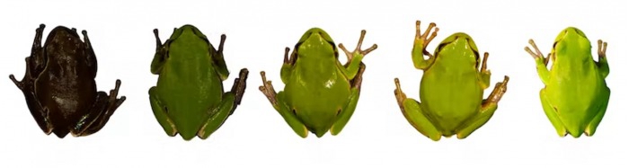 進化在發揮作用：科家發現車諾比爾禁區內的青蛙由綠色進化為黑色