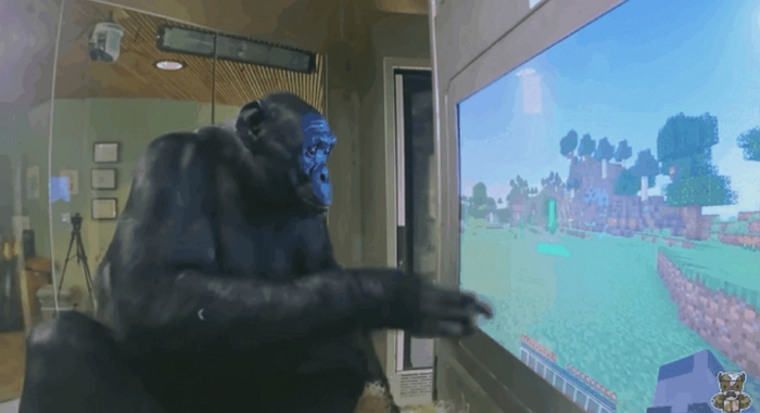 猩猩會玩《Minecraft》，科家發現竟和訓練 GPT-4 智慧體的方法一致？