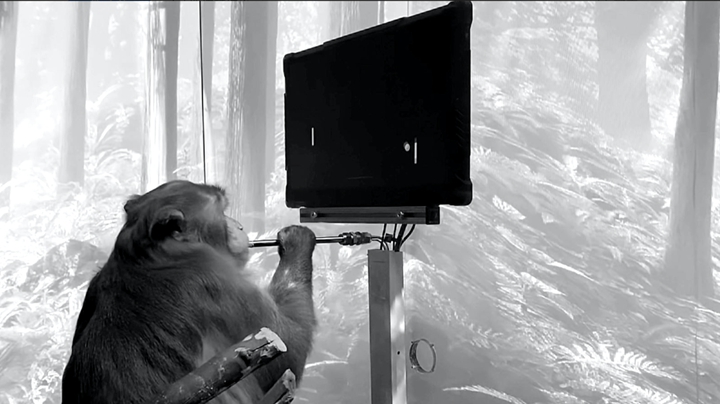 《馬斯克傳》插圖，一隻在用腦電波玩電遊戲《乓》的猴