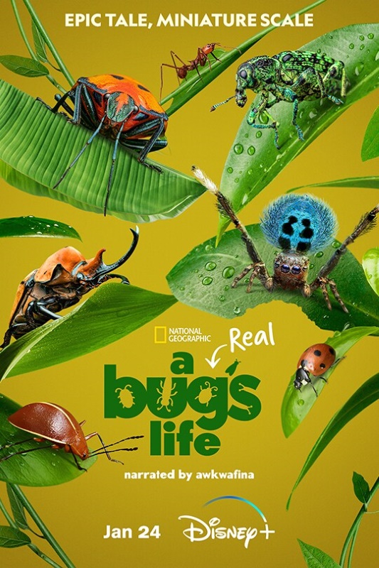 靈感來自動畫！國家地理全新紀錄片《真實蟲蟲危機》1月24日登陸Disney+