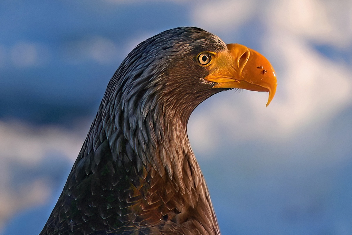 實戰飛羽攝影！Sony α9 III + SEL300F28GM，性能與機動性兼具的絕妙組合