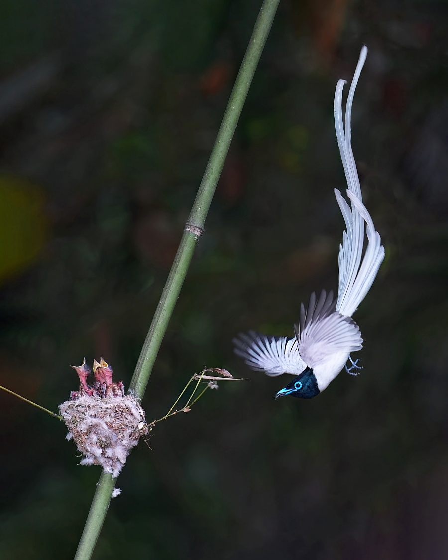 Sony α9 III + SEL600F40GM，F4、1/1250s、ISO 2500，白綬帶（看大圖）