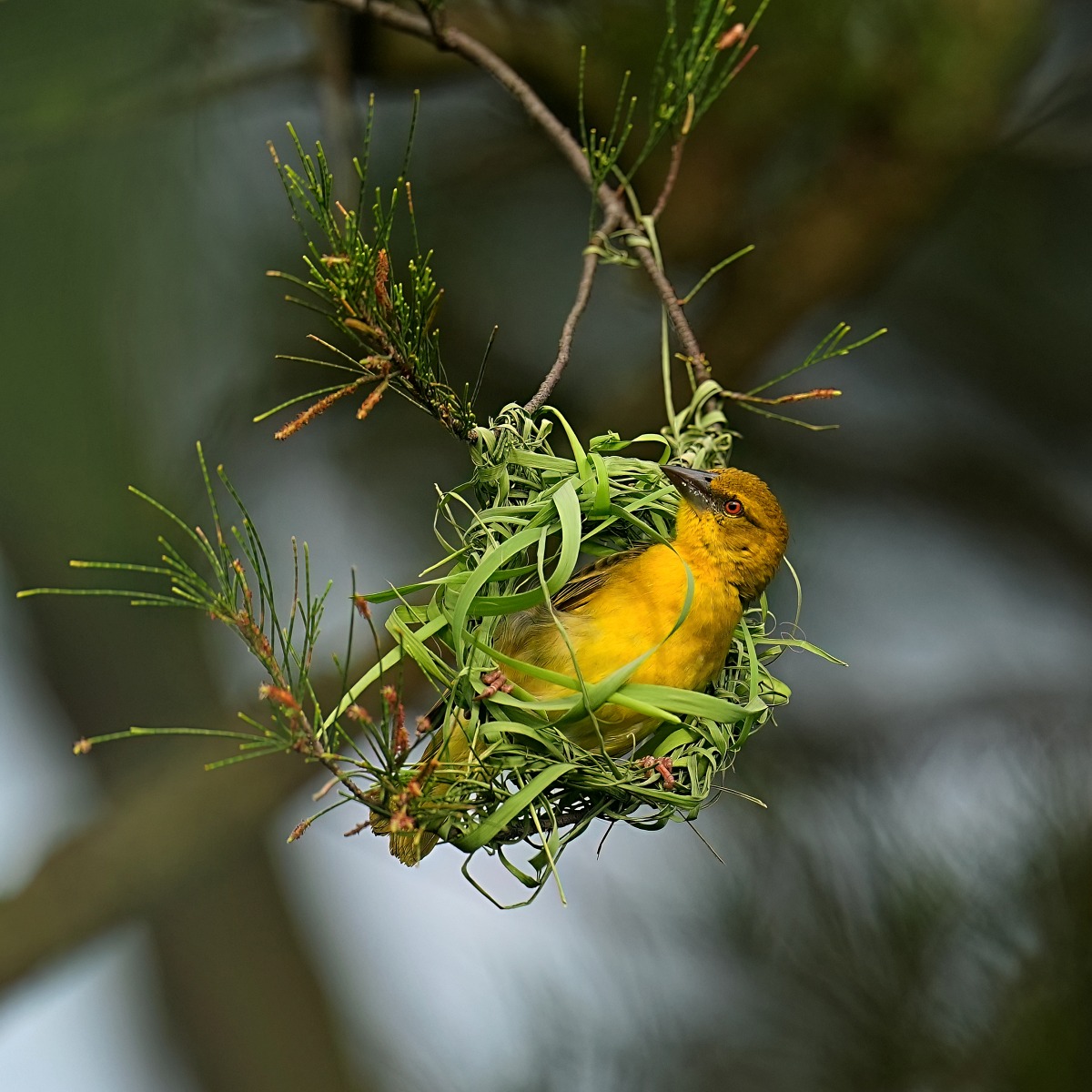 Sony α9 III + SEL600F40GM，F4、1/2000s、ISO 1250，織巢鳥（看大圖）