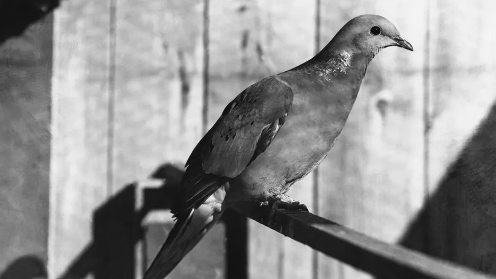 最後一隻雄性候的照片，該鴿子於 1912 年死亡。（圖片來源：Bettmann via Getty Images） 