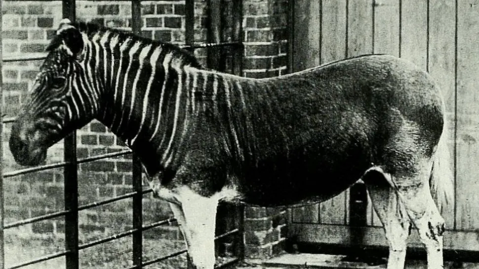 1870年倫敦動物園中的一匹斑驢母馬。 斑驢於19世紀末滅絕。（圖片來源：由哈佛大學、比較動物學博物館、恩斯特·梅爾圖書館貢獻。版權持有者：慕尼黑動物學收藏所 | www.biodiversitylibrary.org CC BY-NC-SA 4.0） 