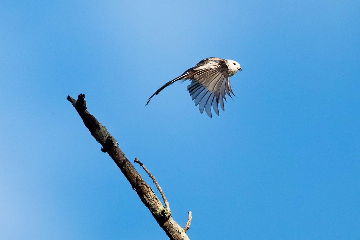 Sony α9 III + SEL300F28GM 是飛羽攝影最佳器材組合？拍鳥達人蘇亮宇以實戰見分曉