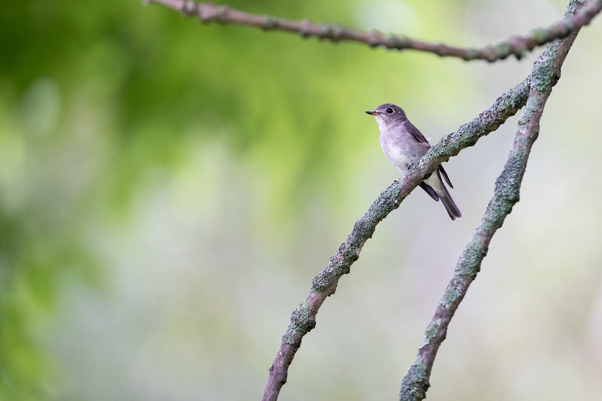 Sony α9 III + SEL300F28GM 是飛羽攝影最佳器材組合？拍鳥達人蘇亮宇以實戰見分曉