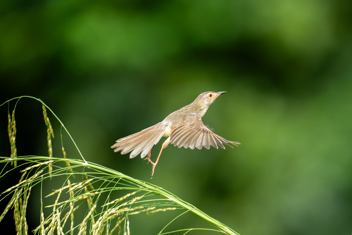 Sony α9 III + SEL300F28GM 是飛羽攝影最佳器材組合？拍鳥達人蘇亮宇以實戰見分曉