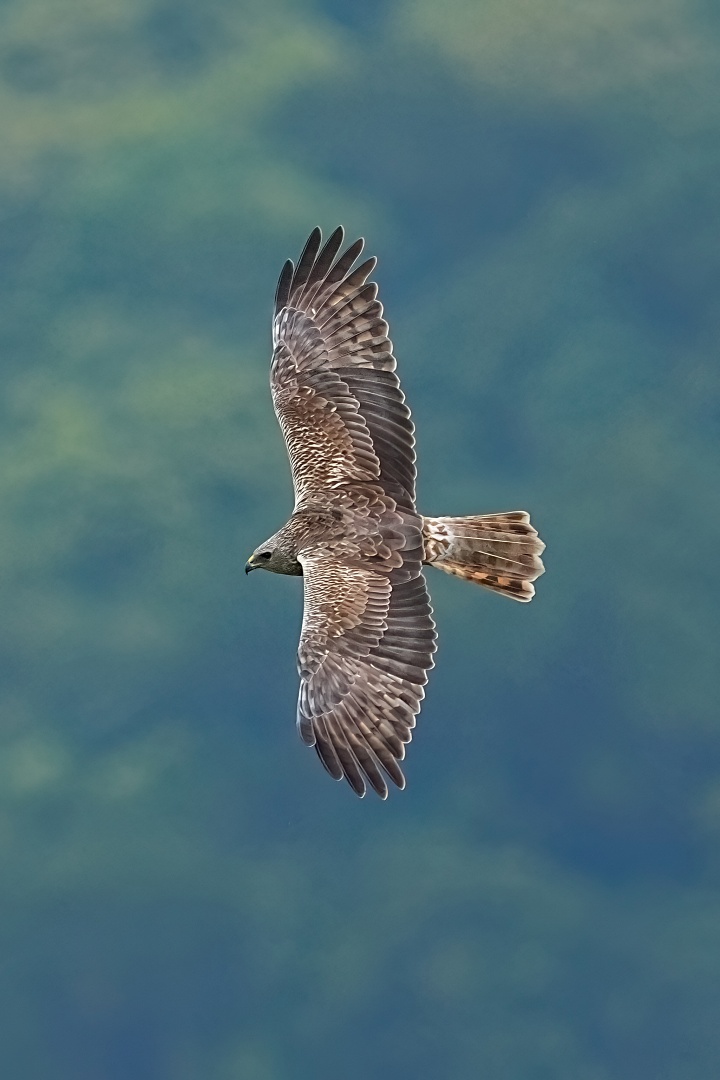 Sony α1 II + SEL400800G，800mm、F8、1/1000s、ISO 2500、東方澤鵟（看大圖）