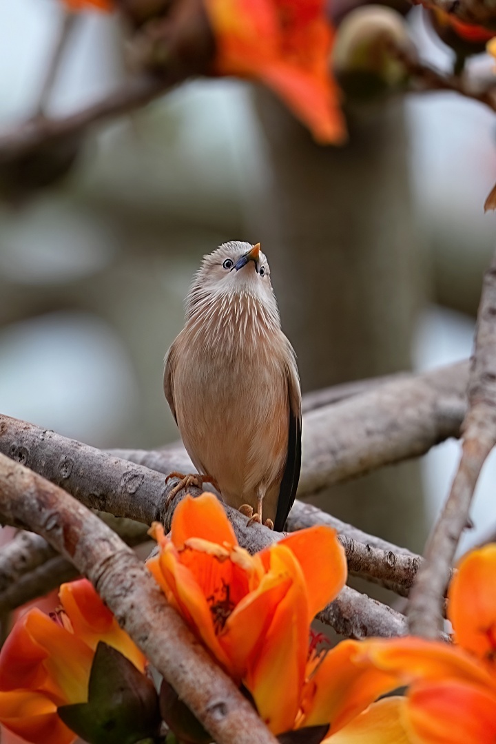 Sony α1 II + SEL400800G，785mm、F8、1/80s、ISO 500、灰頭掠鳥（看大圖）
