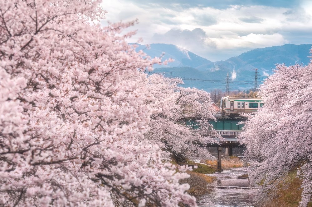熱衷於挑戰特殊構圖的韋琪，前陣子在日本旅遊時發現上圖這個位置，「火車恰好會從櫻花樹之間的狹窄視角穿過」。由於 α1 II 的預拍可以記錄完全按下快門前 0.03~1 秒的影像，所以當看到火車一出現在預定位置時才按下快門，也都還來得及拍到滿意的作品。（Sony α1 II + SEL70200GM2，180mm、F8、1/320s、ISO 800）（看大圖）