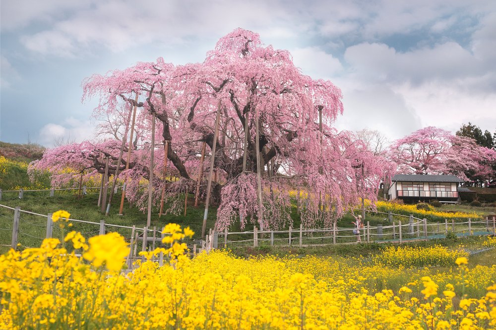 Sony α1 II + SEL2870GM，38mm、F4.5、1/160s、ISO 400（看大圖）