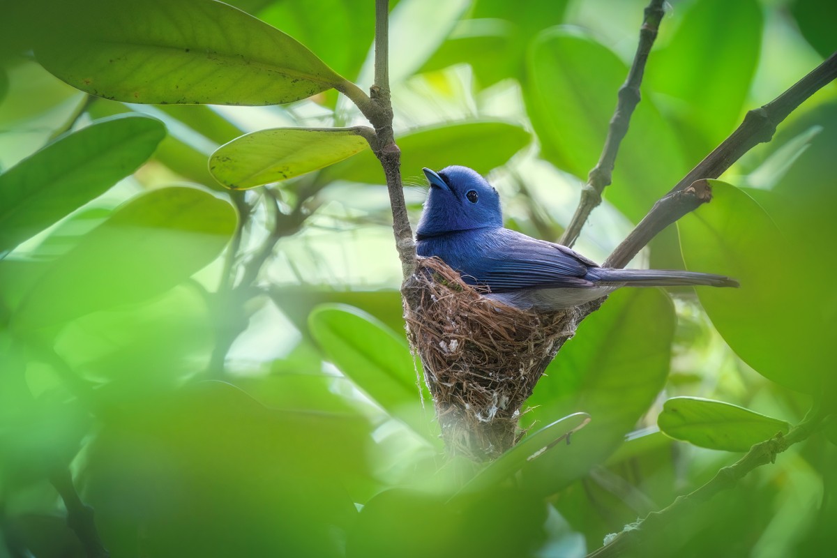 Sony α1 II + SEL400800G，800mm、F8、1/125s、ISO 4000，黑枕藍鶲（看大圖）