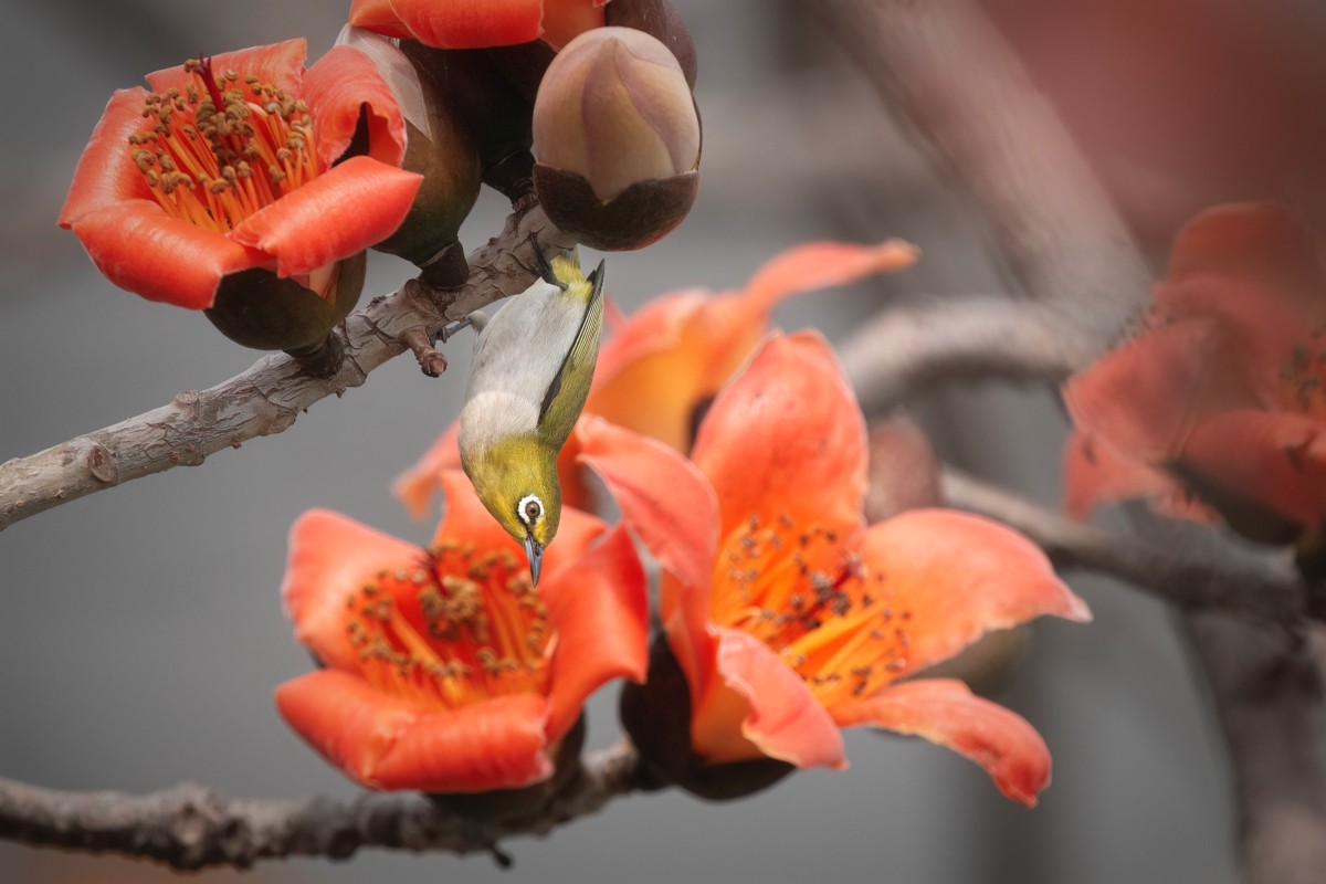 Sony α1 II + SEL400800G + SEL14TC，1120mm、F11、1/2000s、ISO 2500，綠繡眼（看大圖）