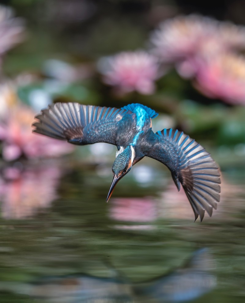 Sony α1 II + SEL400800G，400mm、F6.3、1/4000s、ISO 1000，翠鳥（看大圖）