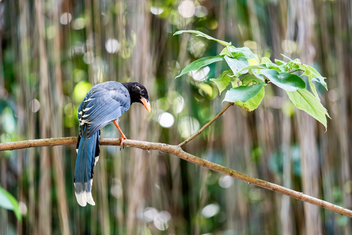 Sony α1 II + SEL400800G，400mm、F6.3、1/250、ISO 6400，臺灣藍鵲（看大圖）