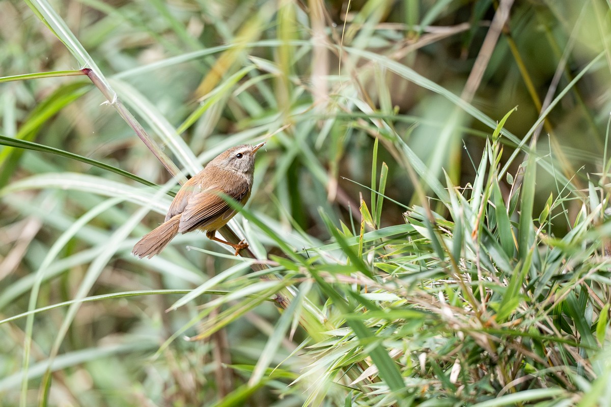 Sony α1 II + SEL300F28GM，F2.8、1/5000、ISO 1600，深山鶯（看大圖）