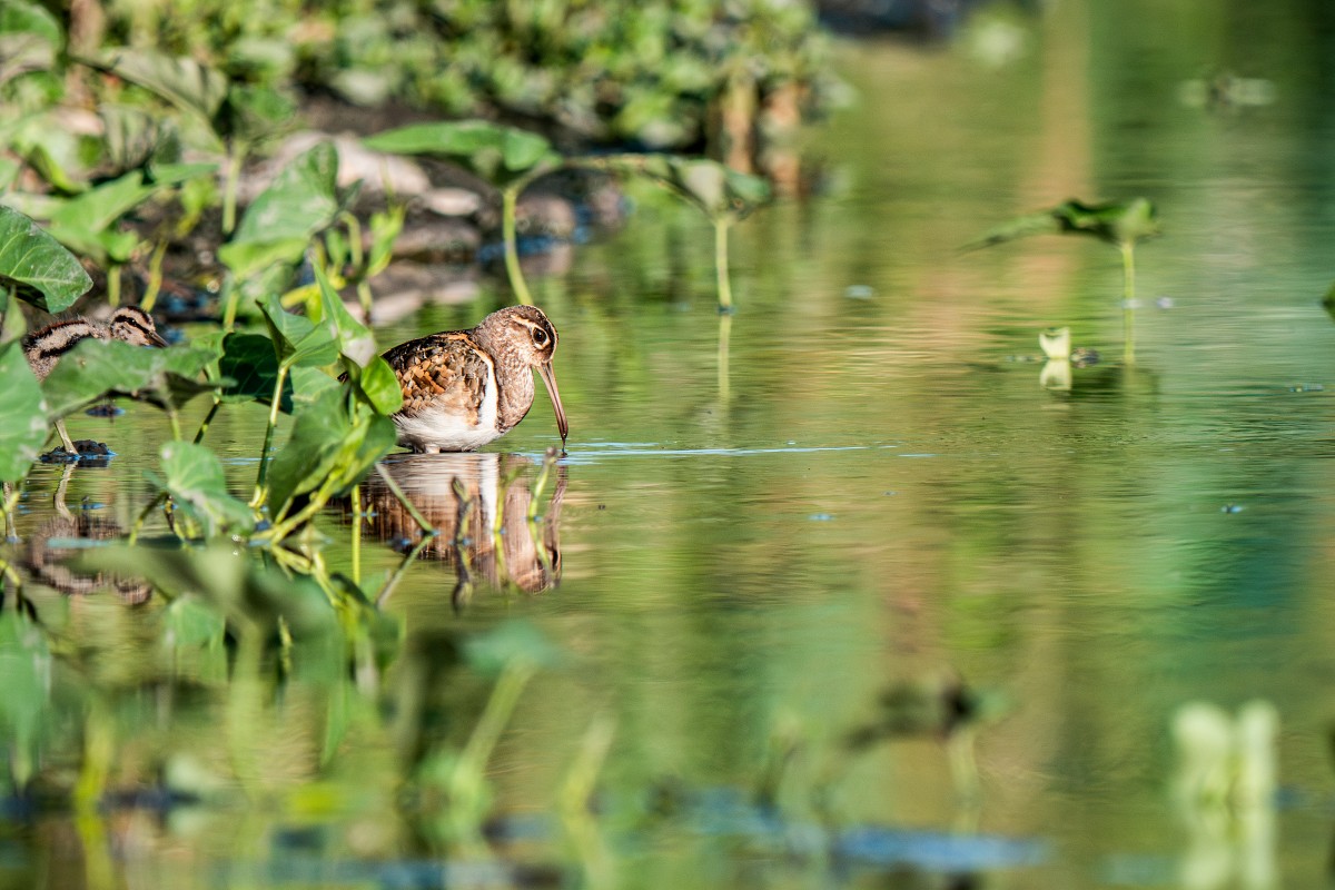 Sony α1 II + SEL400800G + SEL20TC，1600mm、F16、1/1000、ISO 2000，彩鷸（看大圖）