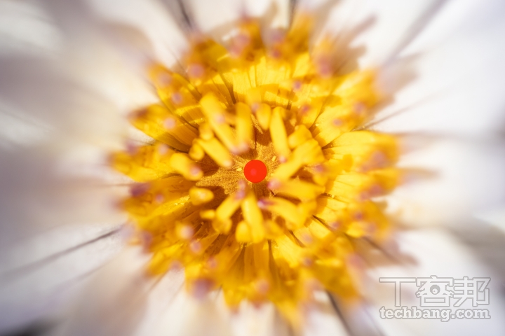 點測光適合用於微距生態題材，此時不用考慮周邊環境的亮度，即可得到不錯的效果。