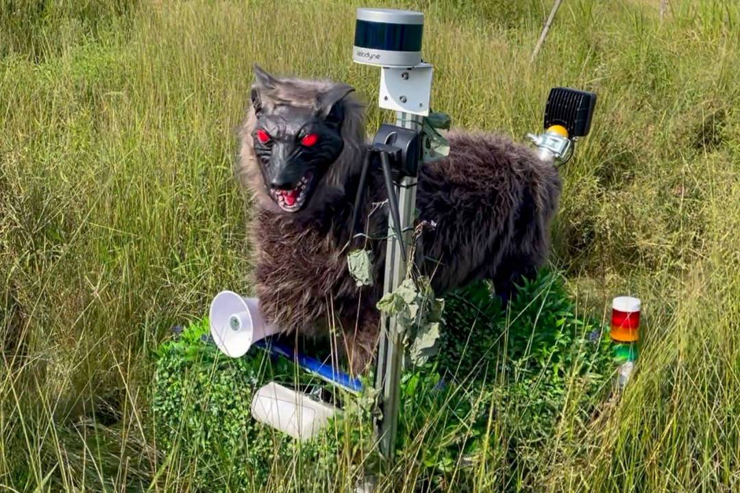 日本「機器狼」紅到國外！雙眼冒紅光、大吼 90 分貝，變身超獵奇「驅熊神器」